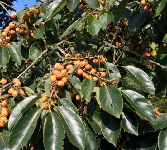 Persimmon varieties with photos and names: self-fertile, frost-resistant, early, best