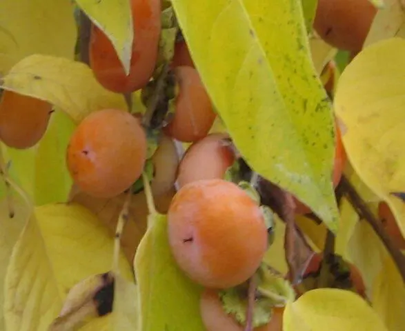 Persimmon varieties with photos and names: self-fertile, frost-resistant, early, best