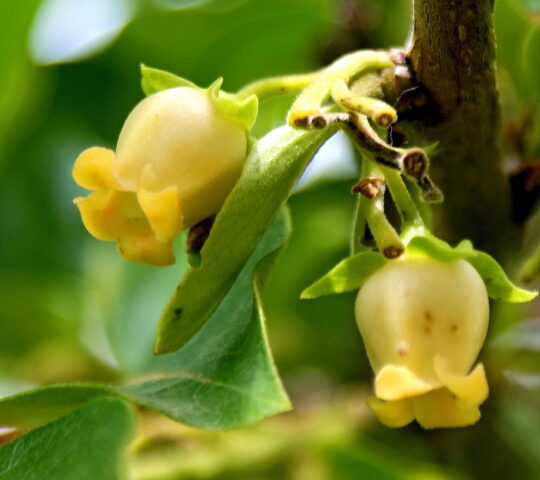 Persimmon variety Bulls heart: description, photo, reviews