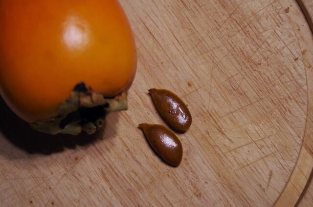 Persimmon variety Bulls heart: description, photo, reviews