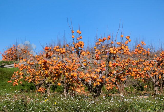 Persimmon variety Bulls heart: description, photo, reviews