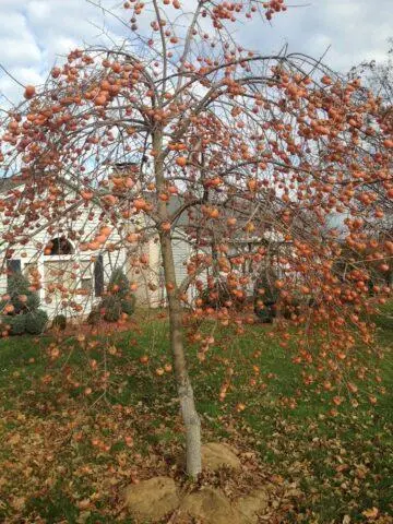 Persimmon variety Prok: description, photo, reviews