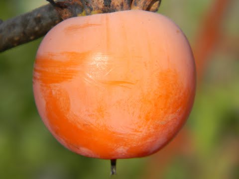 Persimmon variety Prok: description, photo, reviews