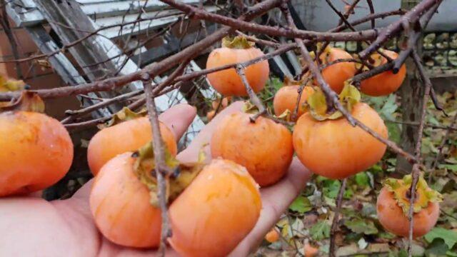 Persimmon variety Rossiyanka: photo and description