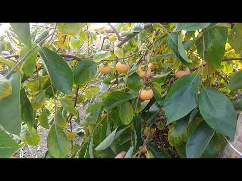 Persimmon variety Rossiyanka: photo and description