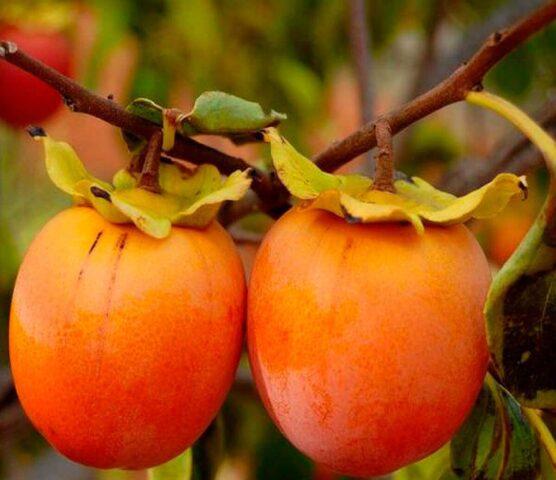 Persimmon variety Rossiyanka: photo and description