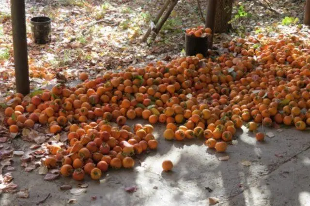 Persimmon variety Rossiyanka: photo and description