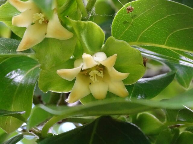 Persimmon variety Sharon: description with photo, benefits