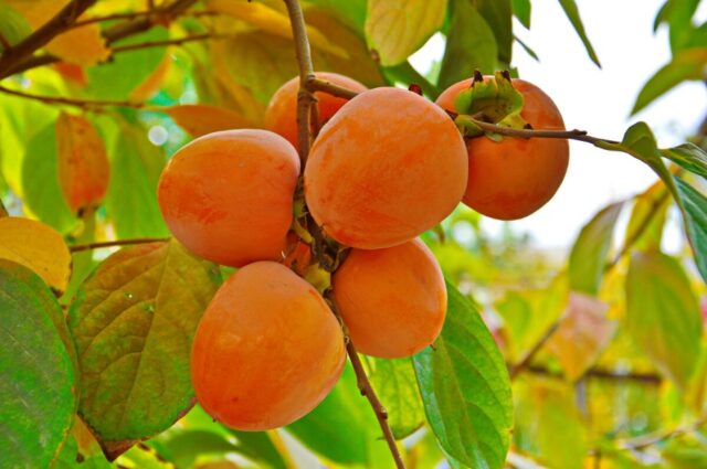 Persimmon variety Sharon: description with photo, benefits