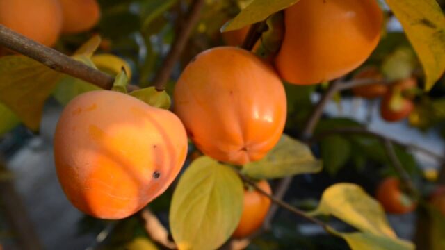 Persimmon variety Sharon: description with photo, benefits