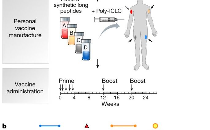 «Personal» melanoma vaccine. It can stop cancer from growing for years