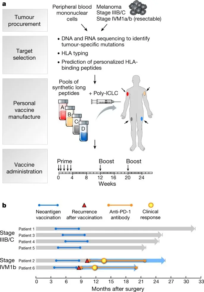 «Personal» melanoma vaccine. It can stop cancer from growing for years