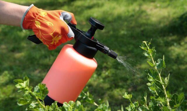 Pesticide Aliot KE: instructions for use, reviews, when to process