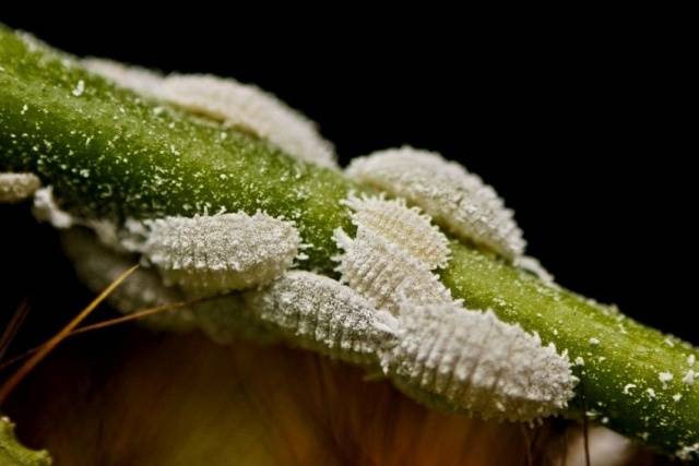 Pests and diseases of clematis: fight, treatment + photo