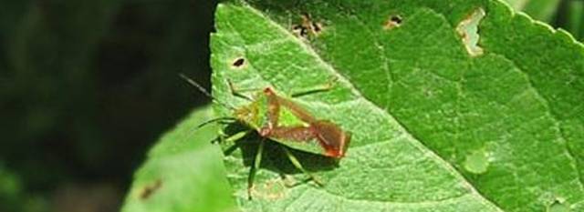 Pests and diseases of clematis: fight, treatment + photo