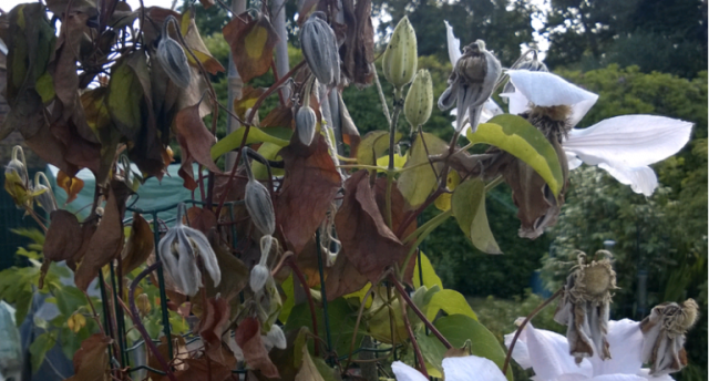 Pests and diseases of clematis: fight, treatment + photo