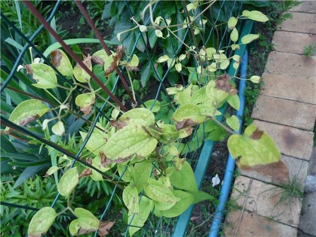 Pests and diseases of clematis: fight, treatment + photo