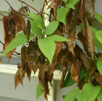 Pests and diseases of clematis: fight, treatment + photo