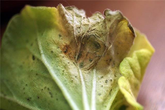 Pests and diseases of clematis: fight, treatment + photo