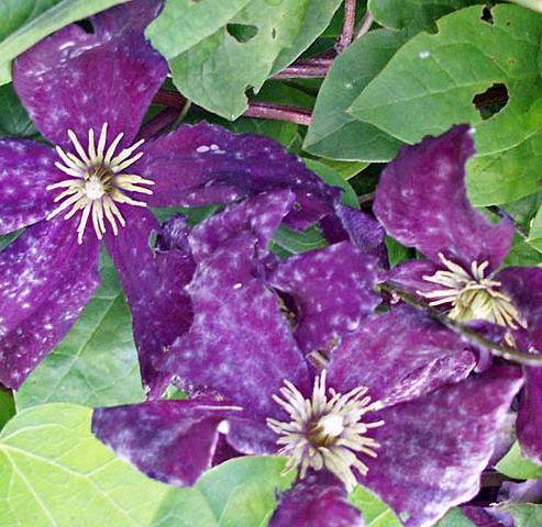 Pests and diseases of clematis: fight, treatment + photo