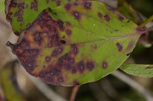 Pests and diseases of clematis: fight, treatment + photo