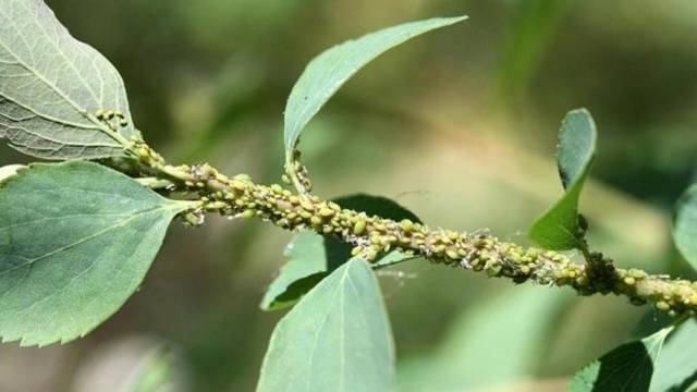 Pests and diseases of clematis: fight, treatment + photo