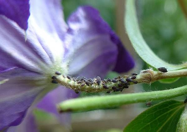 Pests and diseases of clematis: fight, treatment + photo