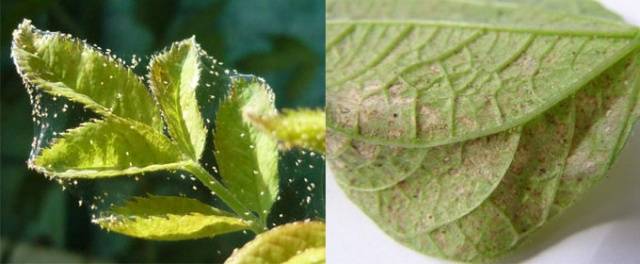 Pests and diseases of clematis: fight, treatment + photo