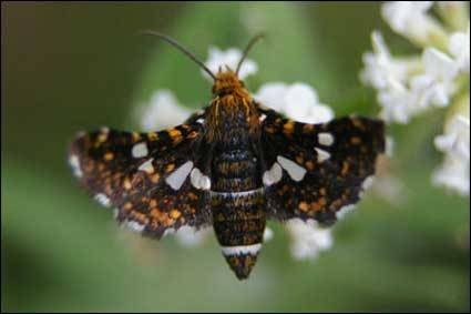 Pests and diseases of clematis: fight, treatment + photo