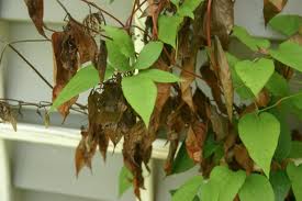 Pests and diseases of clematis: fight, treatment + photo