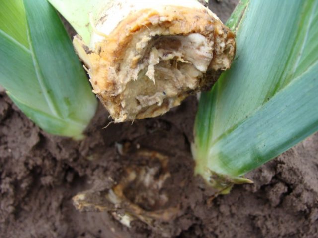 Pests and diseases of irises with photos and their treatment