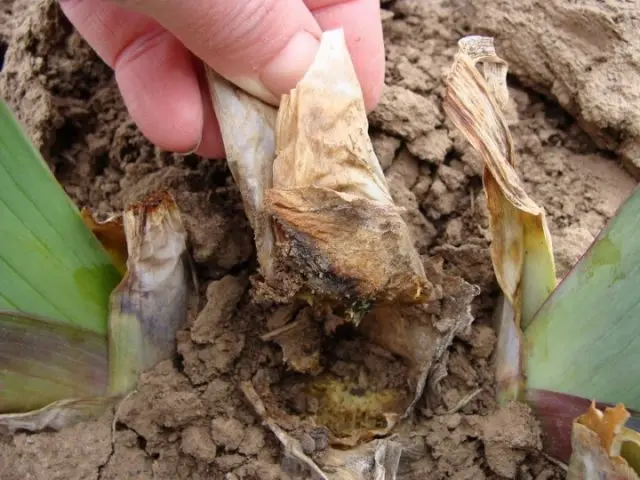 Pests and diseases of irises with photos and their treatment