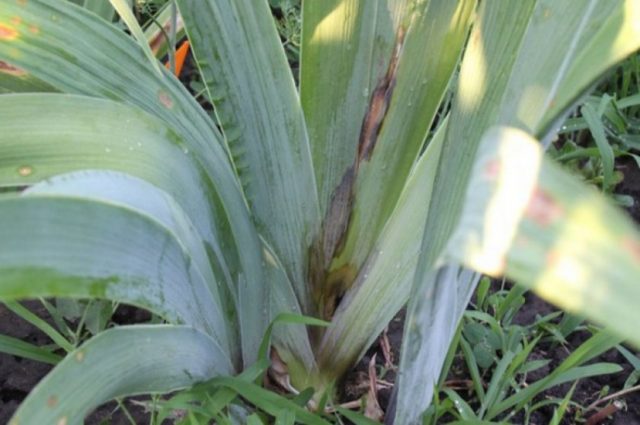 Pests and diseases of irises with photos and their treatment