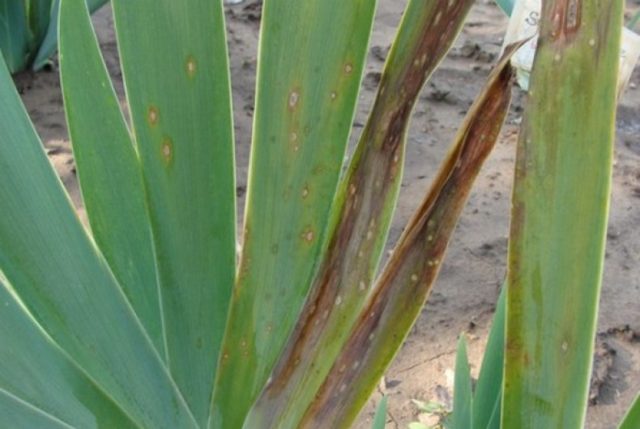 Pests and diseases of irises with photos and their treatment