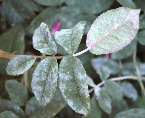 Pests, rosehip diseases and their treatment, photo