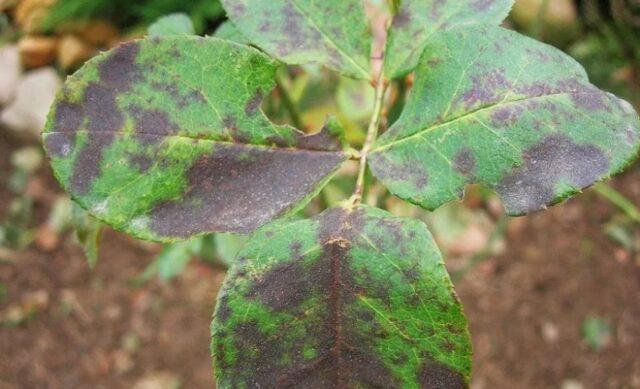 Pests, rosehip diseases and their treatment, photo