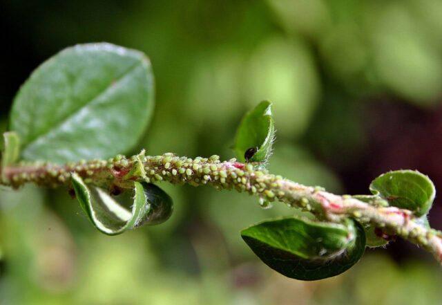 Pests, rosehip diseases and their treatment, photo