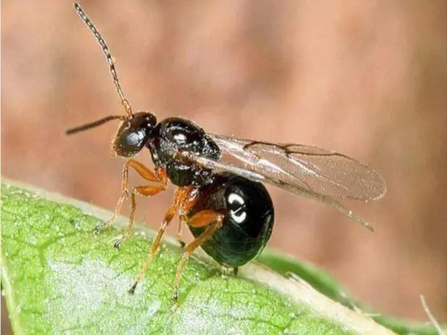 Pests, rosehip diseases and their treatment, photo