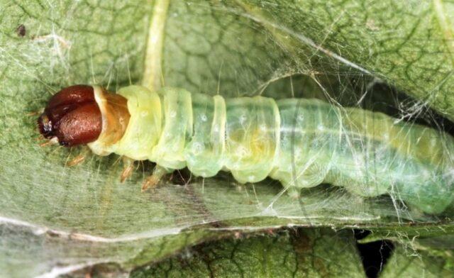 Pests, rosehip diseases and their treatment, photo