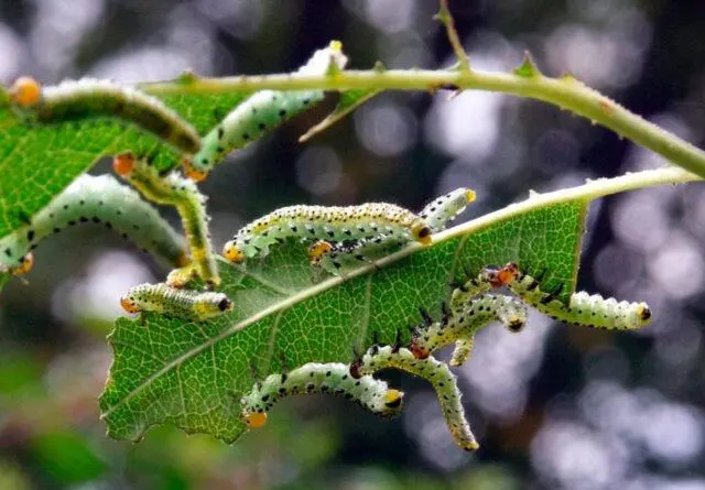 Pests, rosehip diseases and their treatment, photo