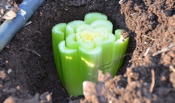 Petiole celery: cultivation and care in the open field