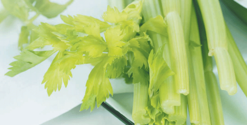 Petiole celery: cultivation and care in the open field