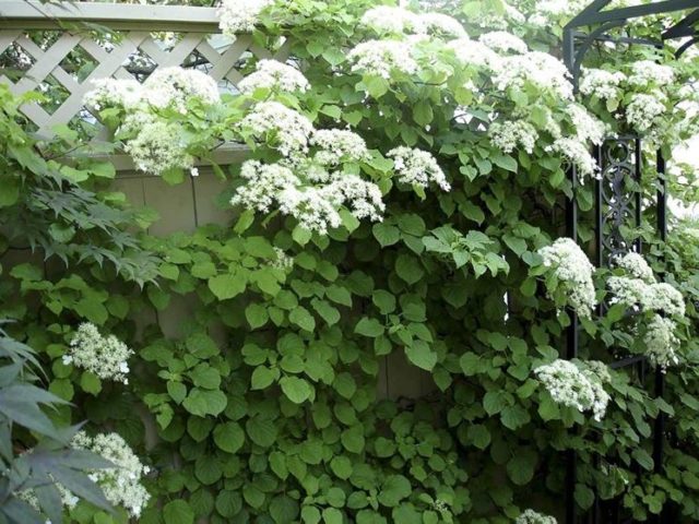 Petiole hydrangea (curly): planting and care, winter hardiness, reviews