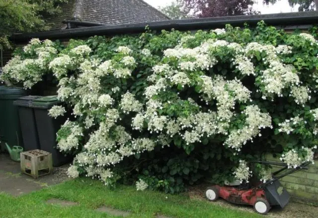 Petiole hydrangea (curly): planting and care, winter hardiness, reviews