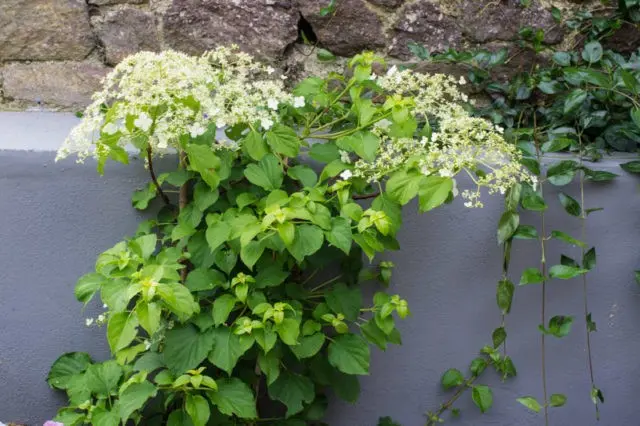 Petiole hydrangea (curly): planting and care, winter hardiness, reviews