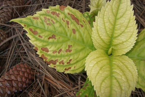 Petiole hydrangea (curly): planting and care, winter hardiness, reviews