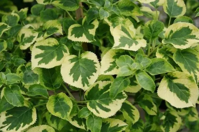 Petiole hydrangea (curly): planting and care, winter hardiness, reviews