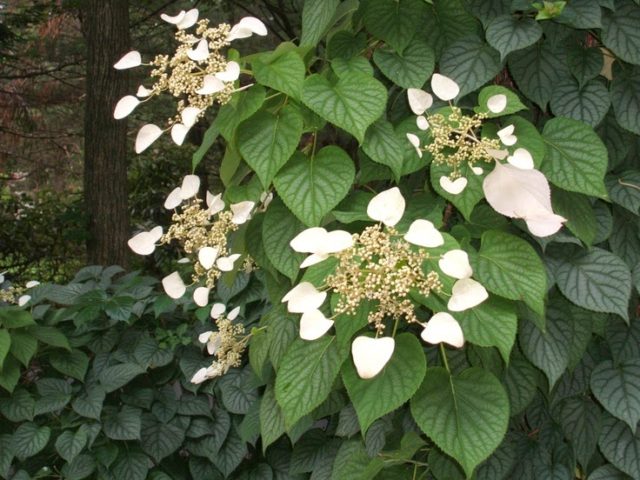 Petiole hydrangea (curly): planting and care, winter hardiness, reviews