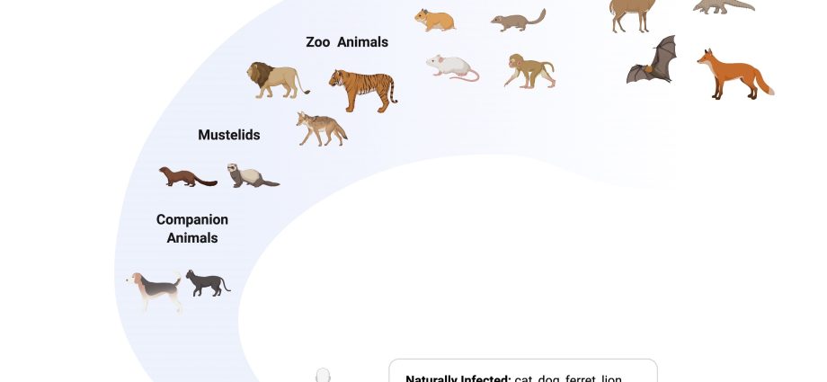 Pets also get COVID-19. New research has shown that they can become infected from humans