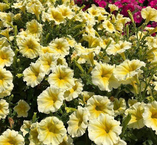 Petunia Fulvia F1 lemon yellow: description and photo